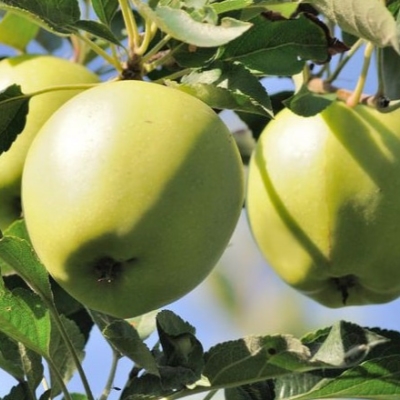 Яблоня АРКАД